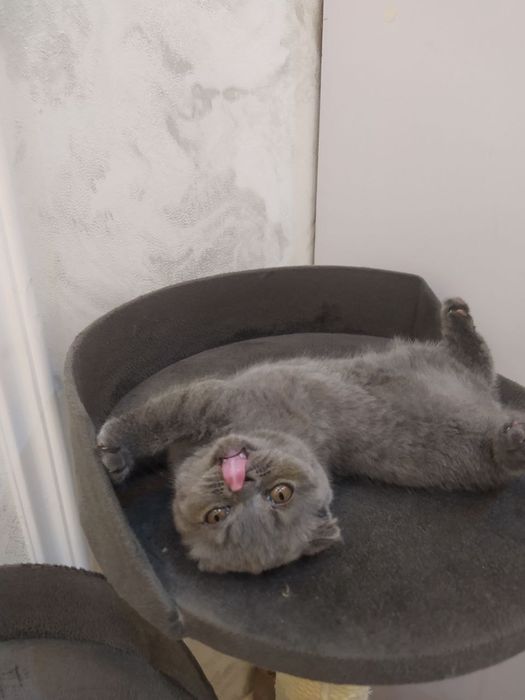 Продаются домашние котята