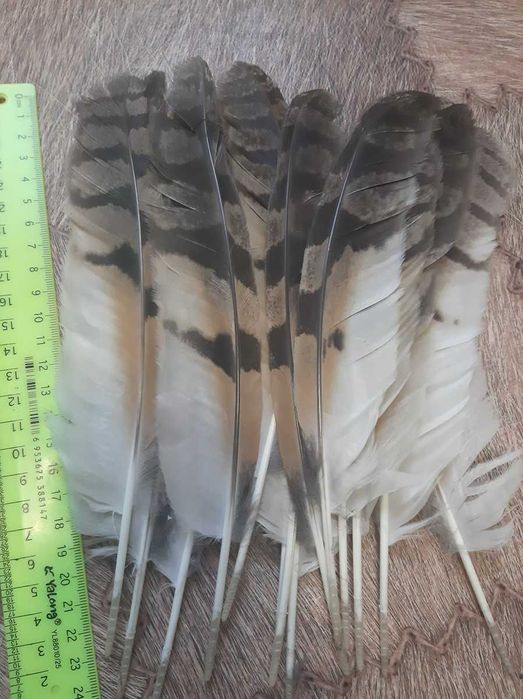 Перья сова и канюк натуральные.
