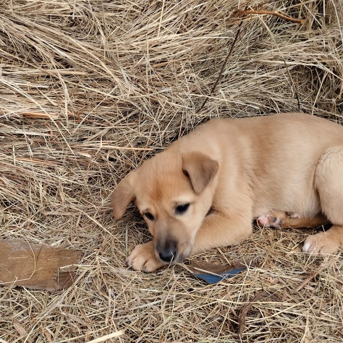 Отдам в добрые руки