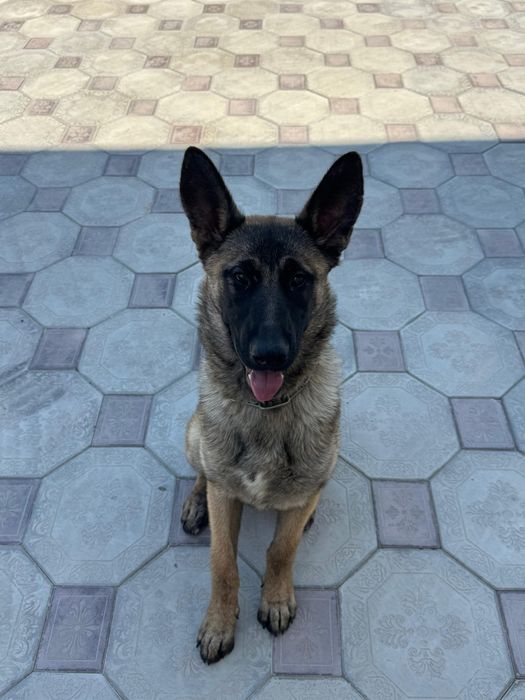 Продам малинуа девять месяцев мальчик