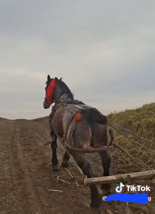 Vând iapa  sau la schimb