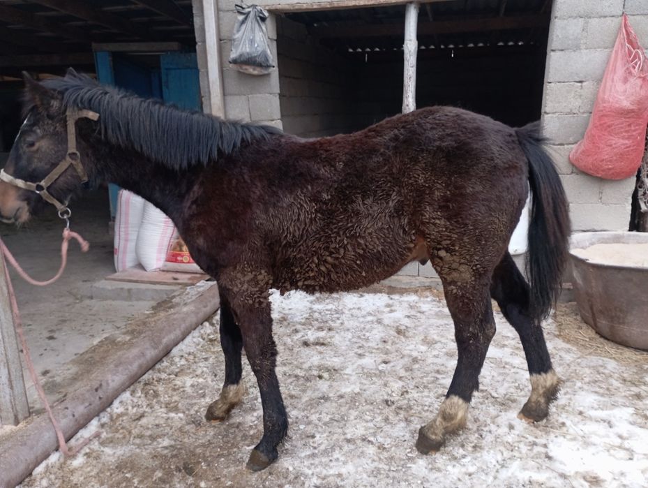 Продам жеребца 10 месецев