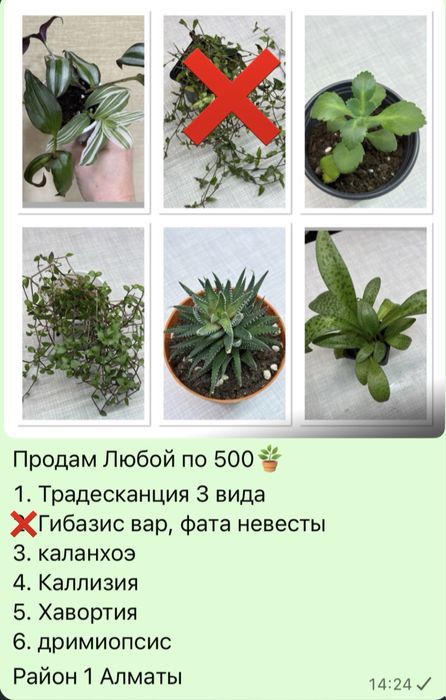 Продам суккуленты