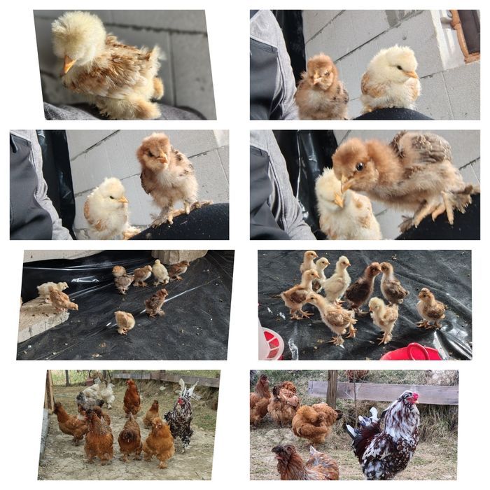 Vind oua pentru incubat 10lei bucata