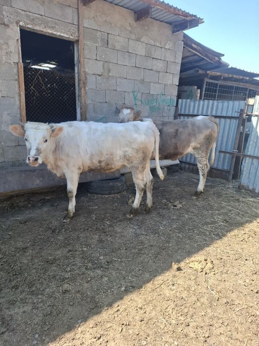 Продам телочек годовалых