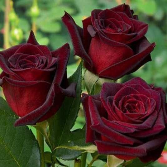 Роза "Чёрный принц" и Ирис сибирский (савсан гул)рассада/koʻchat  опто