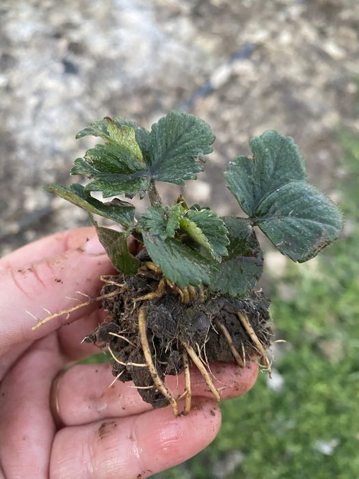 Capsuni care se coc pana da bruma