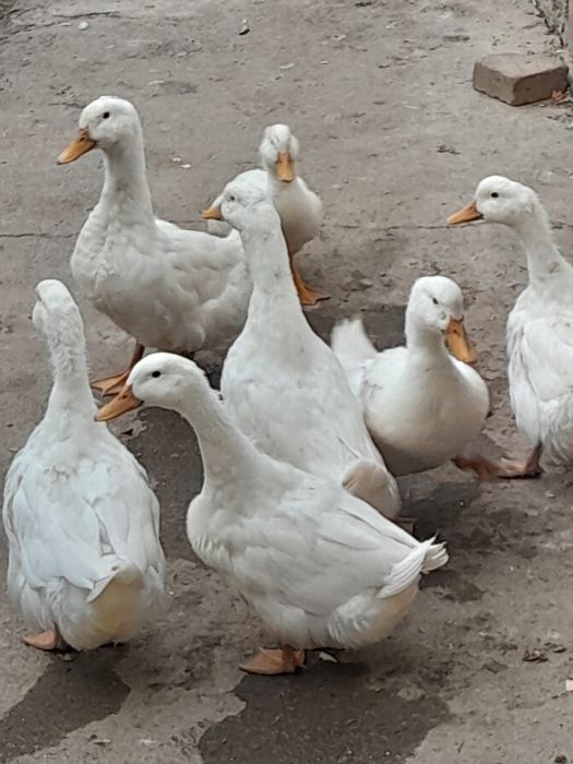Продаю утки,25 шт.
