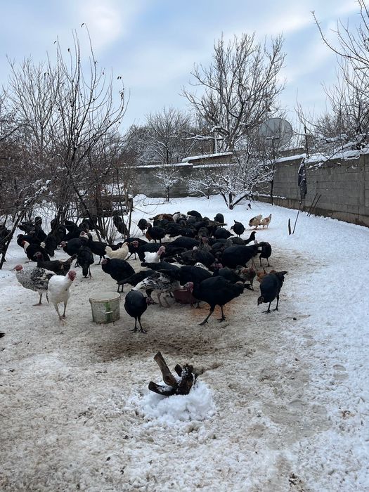 Продаются индюки