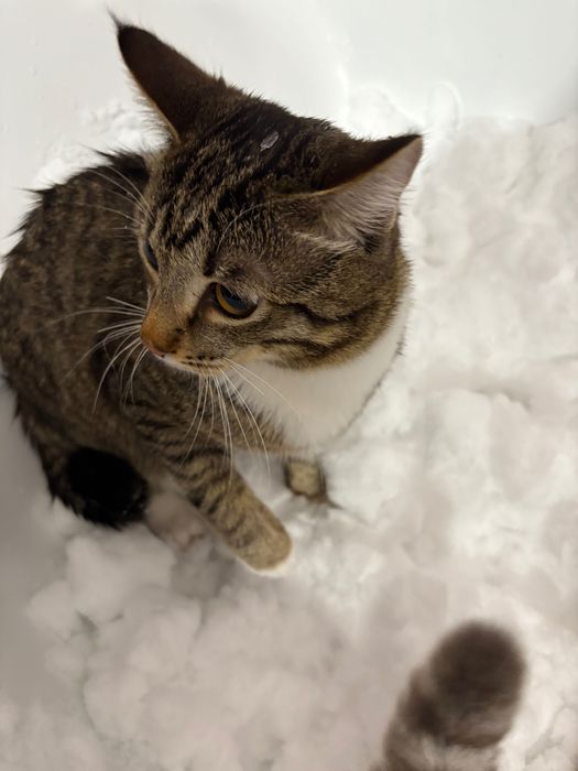 Домашние животные