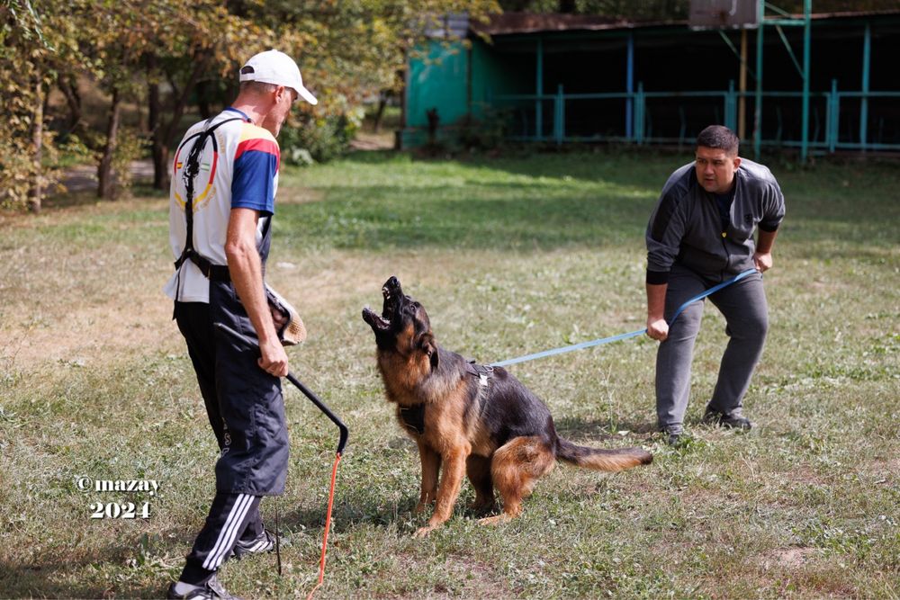 Немецкая овчарка щенки