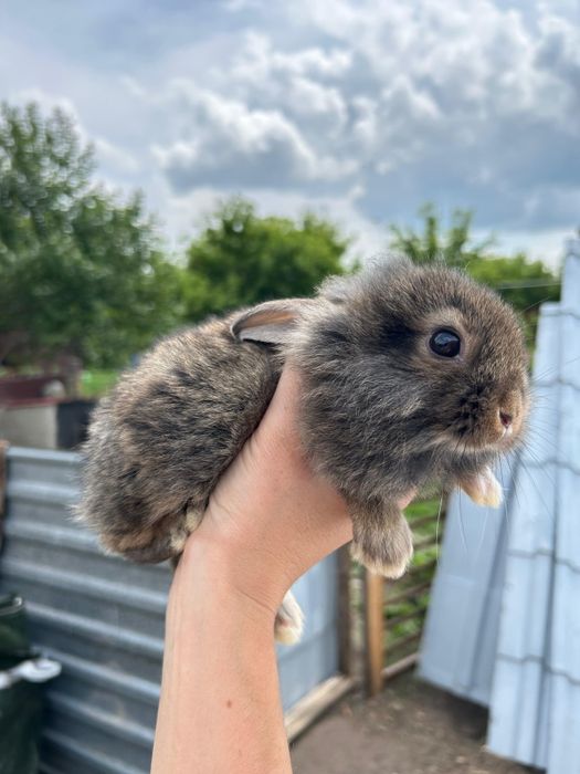 Декоративный кролик