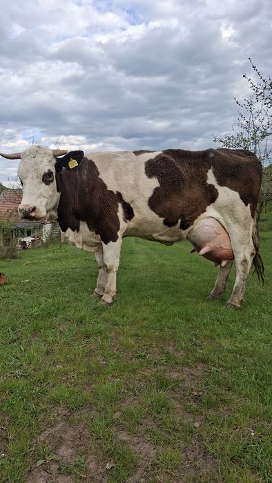 Vaca cu vitel  Vand / Schimb