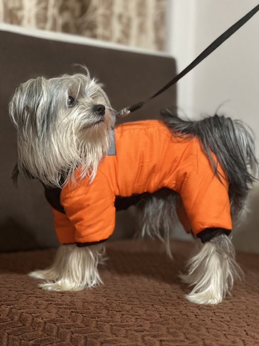 Одежда для сабак