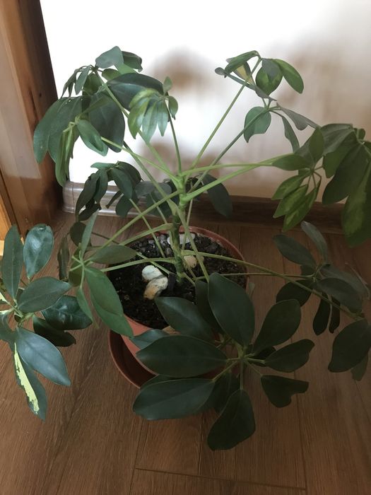 Синсевиера ,Алое Вера и Сингониум