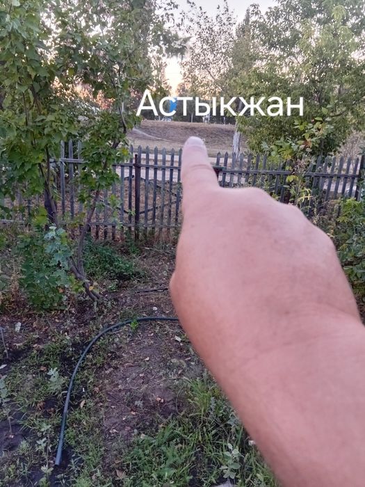 Сосна саженцы до 1,2м