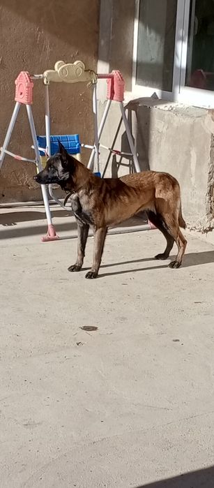 Malinua sotiladi urgʻochi