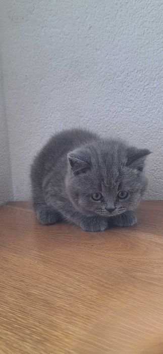 Pisici british american