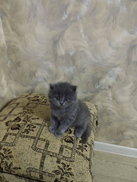 Продаются котята скотиш фолд и скотиш страйт