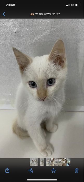 Продам котята сиамская в добрые руки