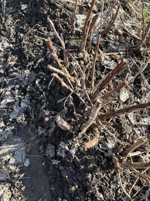 Саженцы малины