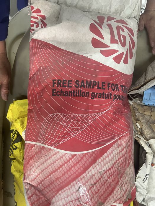 Продам семена кукурузы