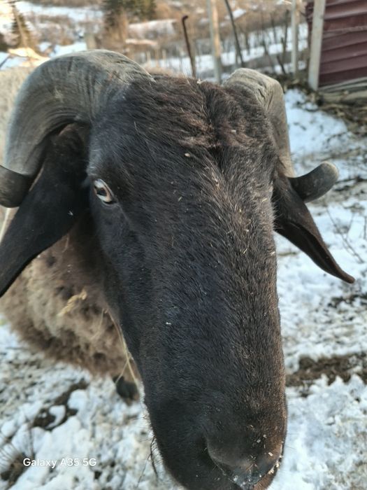 Berbec carabasa sârbesc