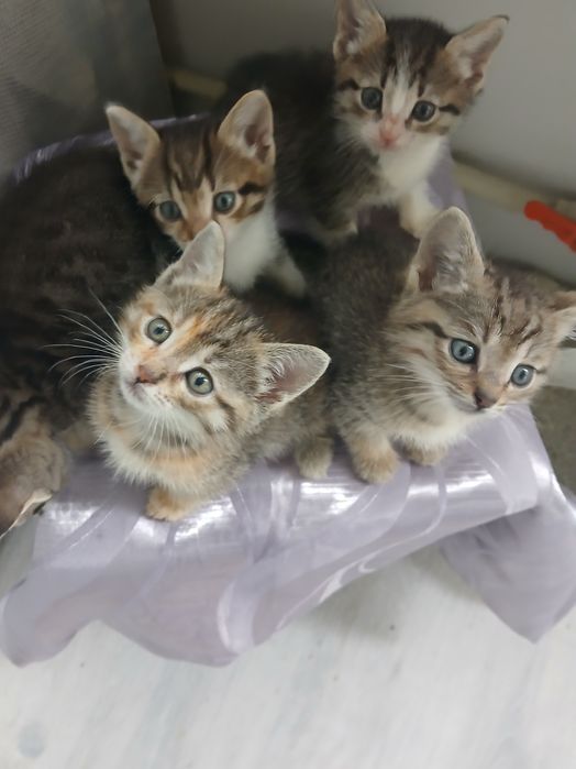 Котята в добрые руки