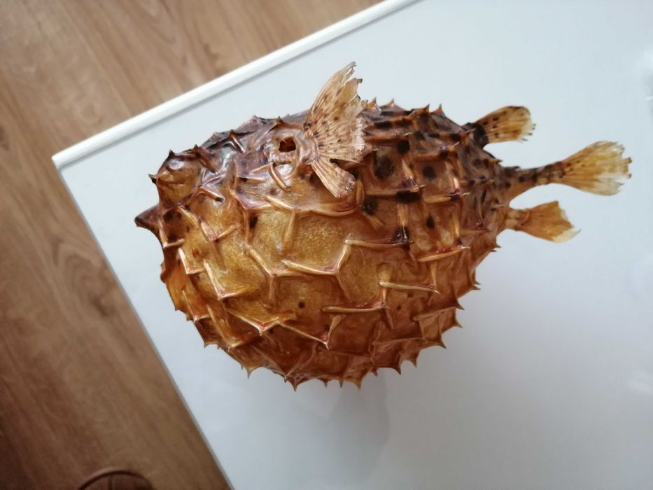 Препарирана риба балон