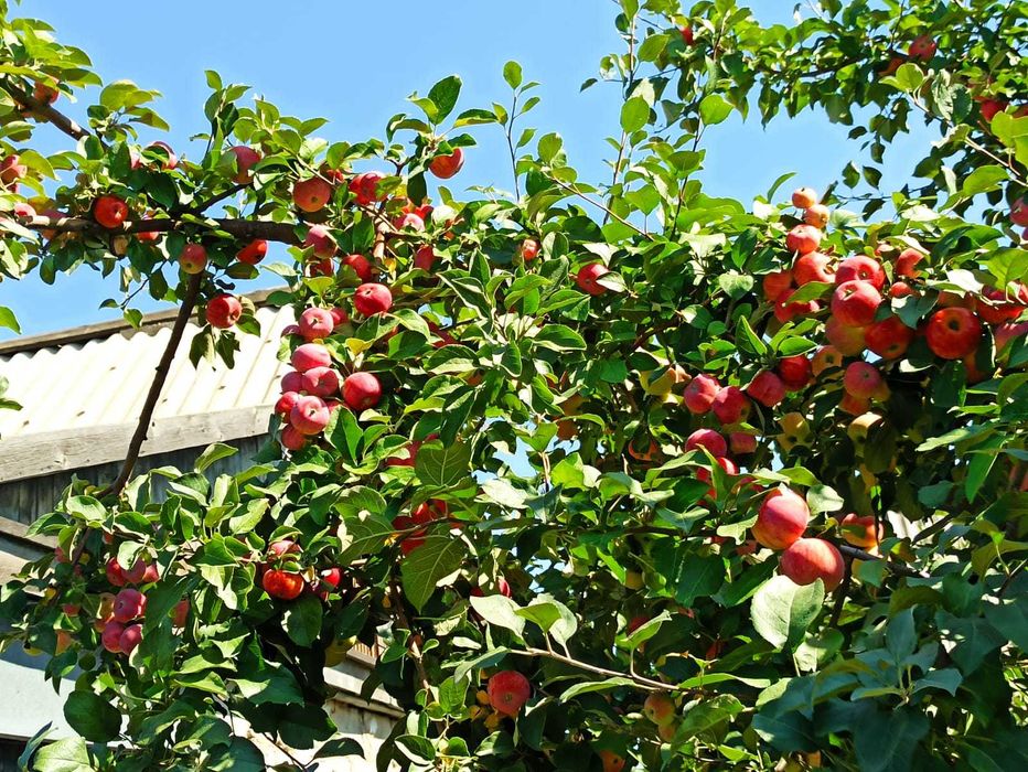 Продам дачу в садоводстве "Здоровье"