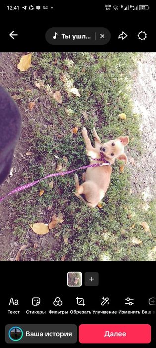 Сабачка Оситина!