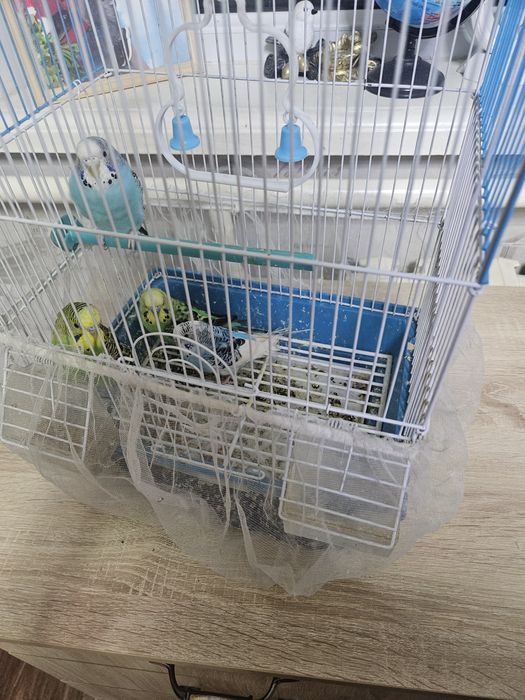 Продаётся Попугай 4 штуки с клеткой