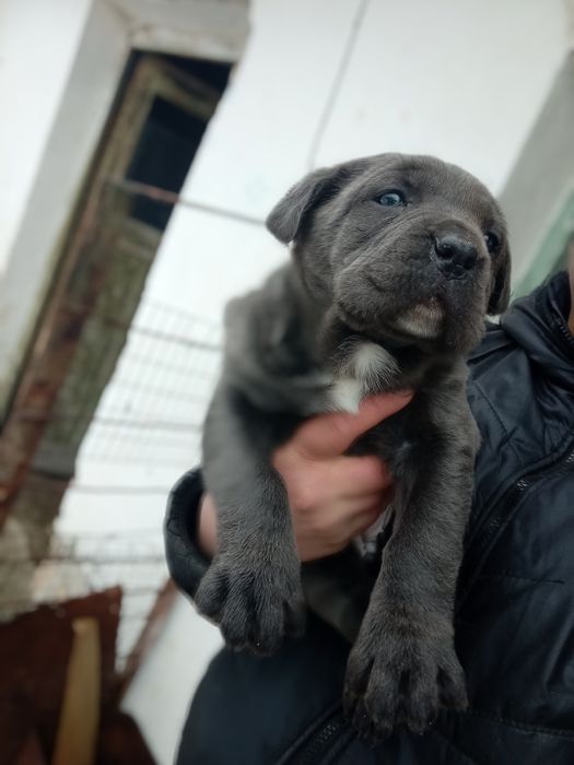 Малки сладки и игриви