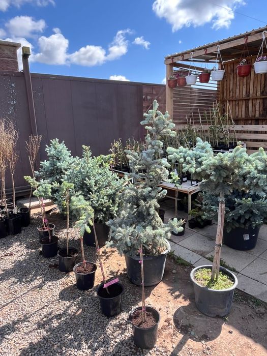 Широкий ассортимент расстений г Астана