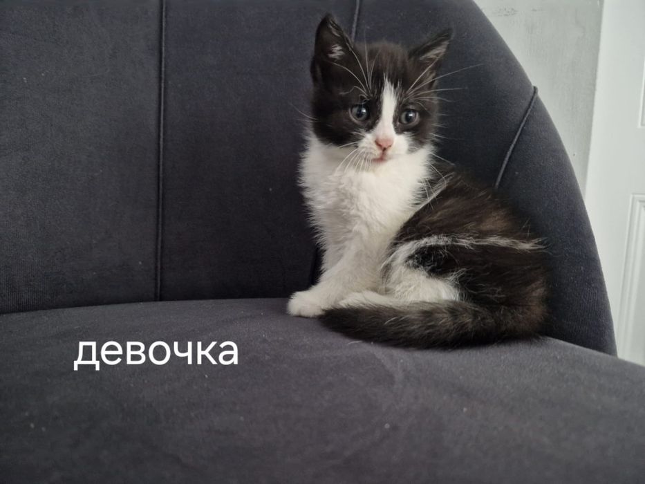 Отдам котят срочно