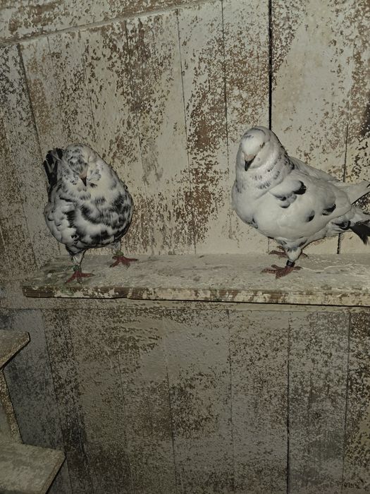 Porumbei Kingi de vanzare