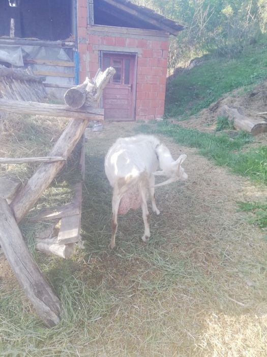 Vînd capre saanen cu iezi și un țap   anglonubian , 300  euro o capră și doi iezi, țapul este la 400 euro are  4 ani Am și o alina franceză