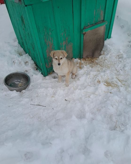 Отдам в хорошие руки