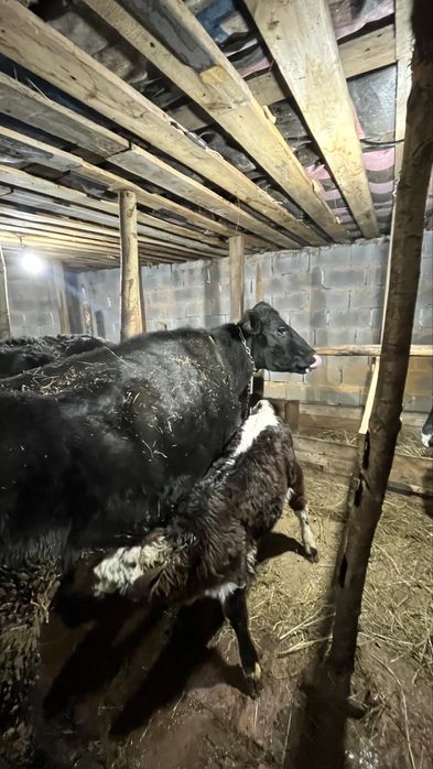 Продается корова с теленком