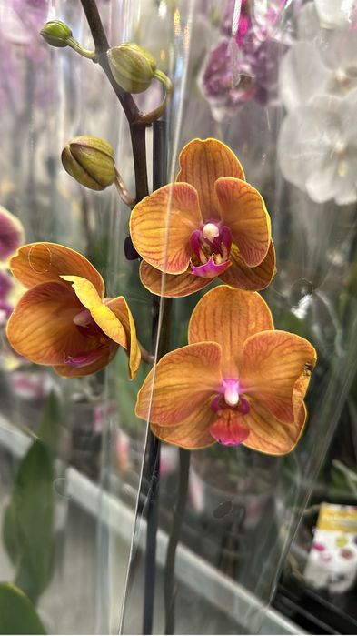 Орхидей оптом доставка по области