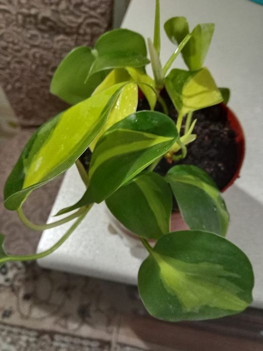 Филодендрон лазящий,Бразил