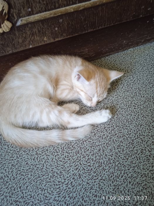 Роздам солнечно рыжых красивых котят!!!