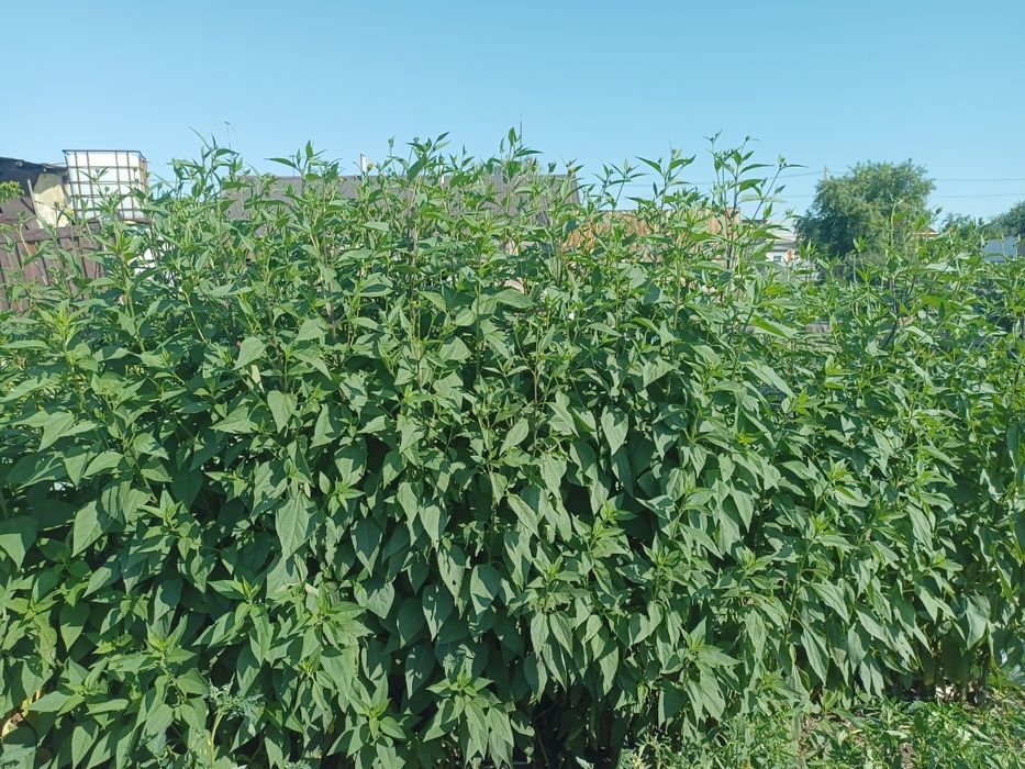 Топинамбур стебли и листья, клубни