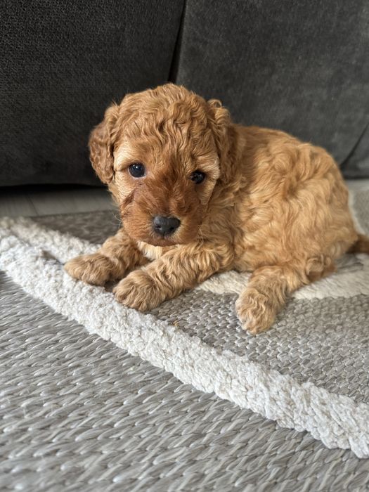 Той пудел/Toy poodle