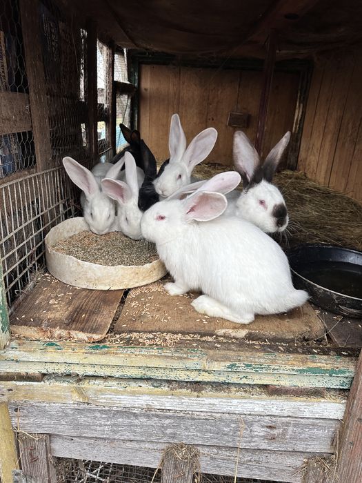 Vand iepuri marele alb si urias de transilvania