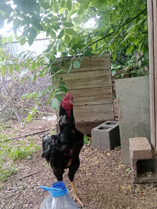 Продам дакан срочно
