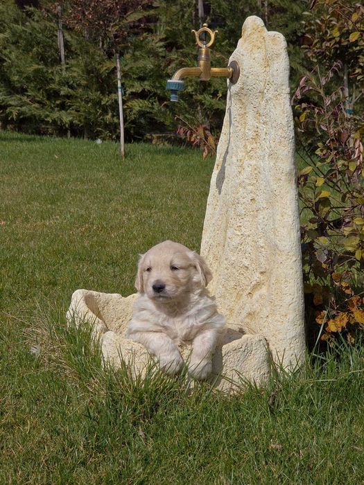 Golden Retriever White