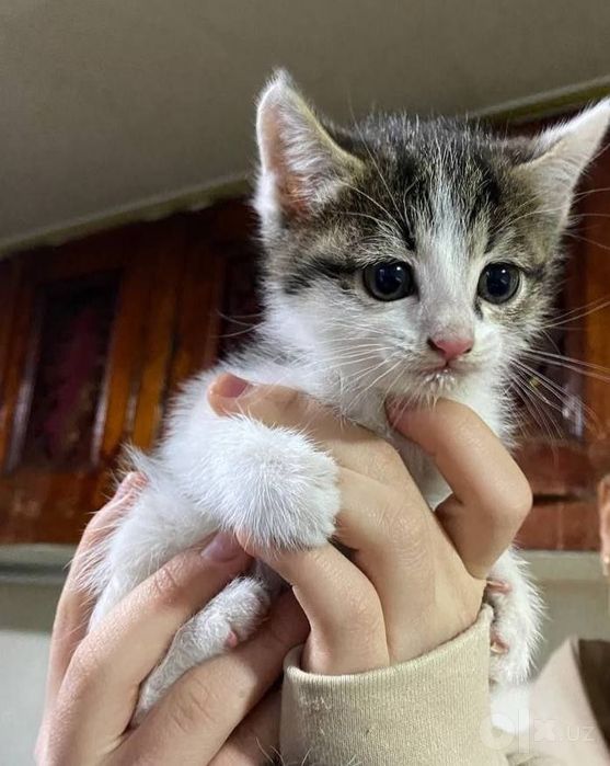 Котята даром в добрые руки