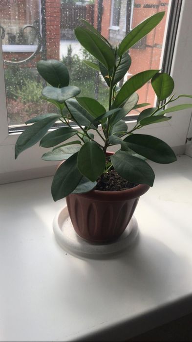 Продам комнатные цветы