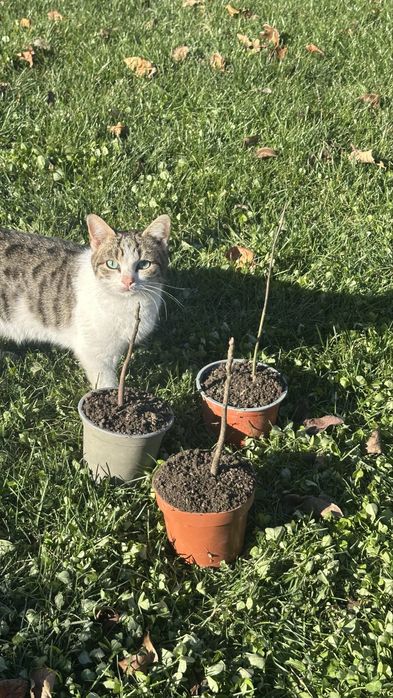 Фиданки от орехово дърво